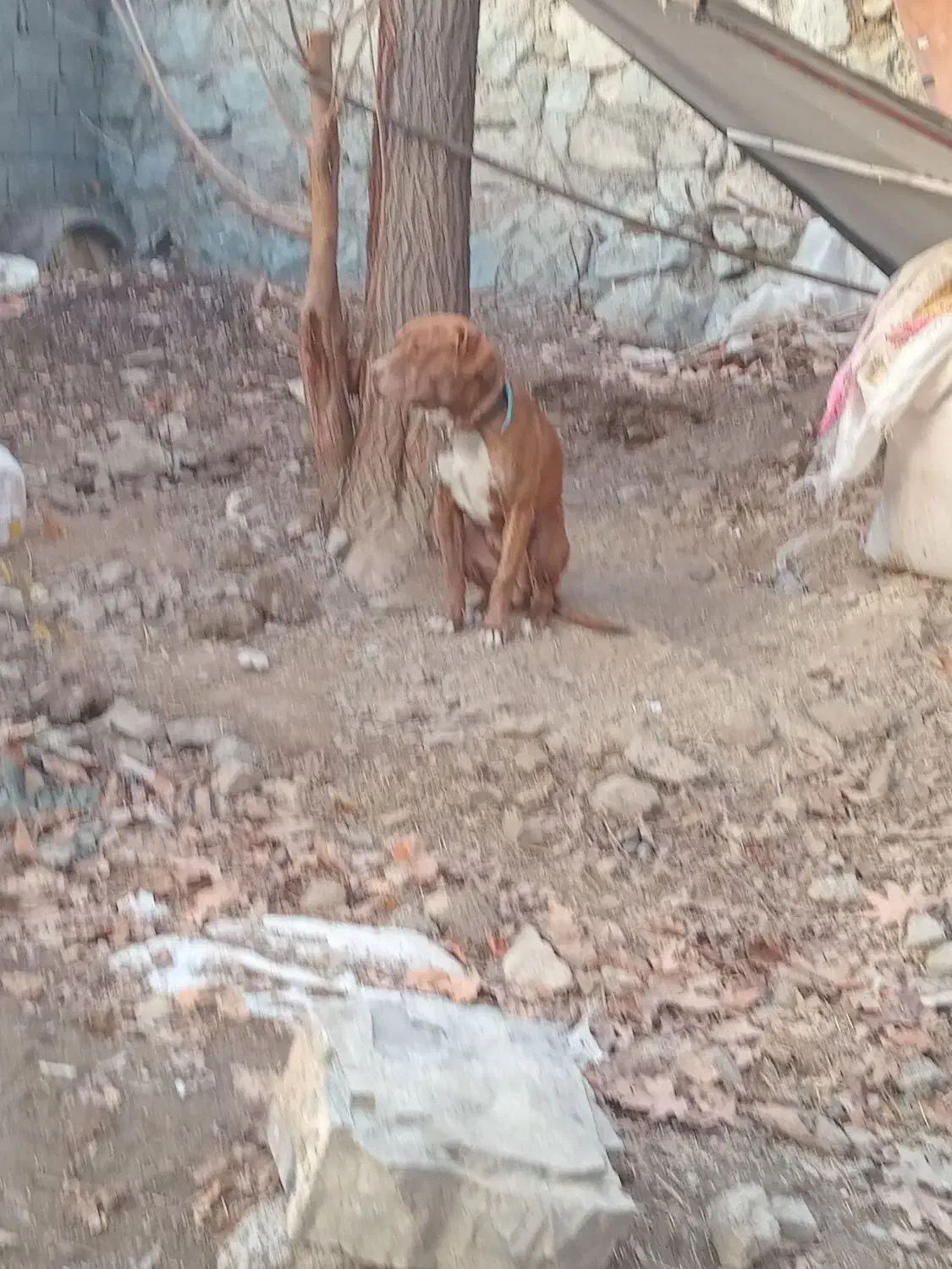 واگذاری توله پیت بول|سگ|کوهسار (البرز), |دیوار