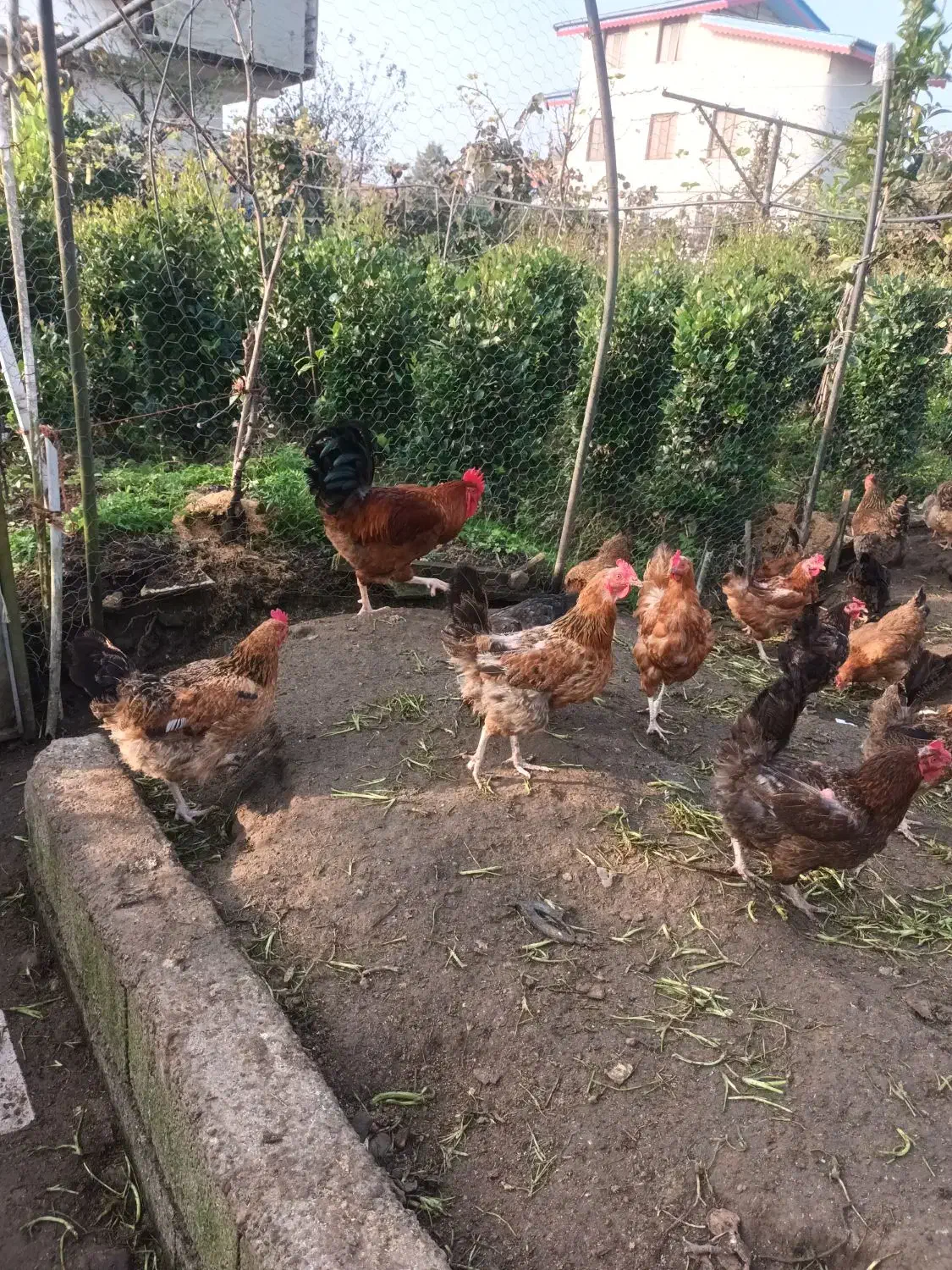 خروسهای محلی در رنگهای متفاوت|حیوانات مزرعه|کلاچای, |دیوار