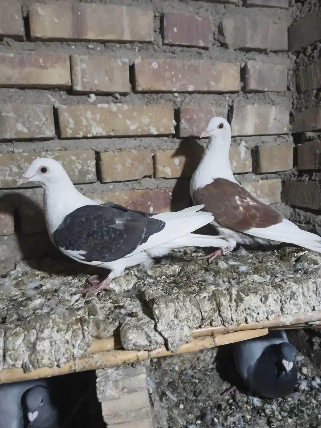 سه تا کبوترناجلد|پرنده|گنبد کاووس, |دیوار