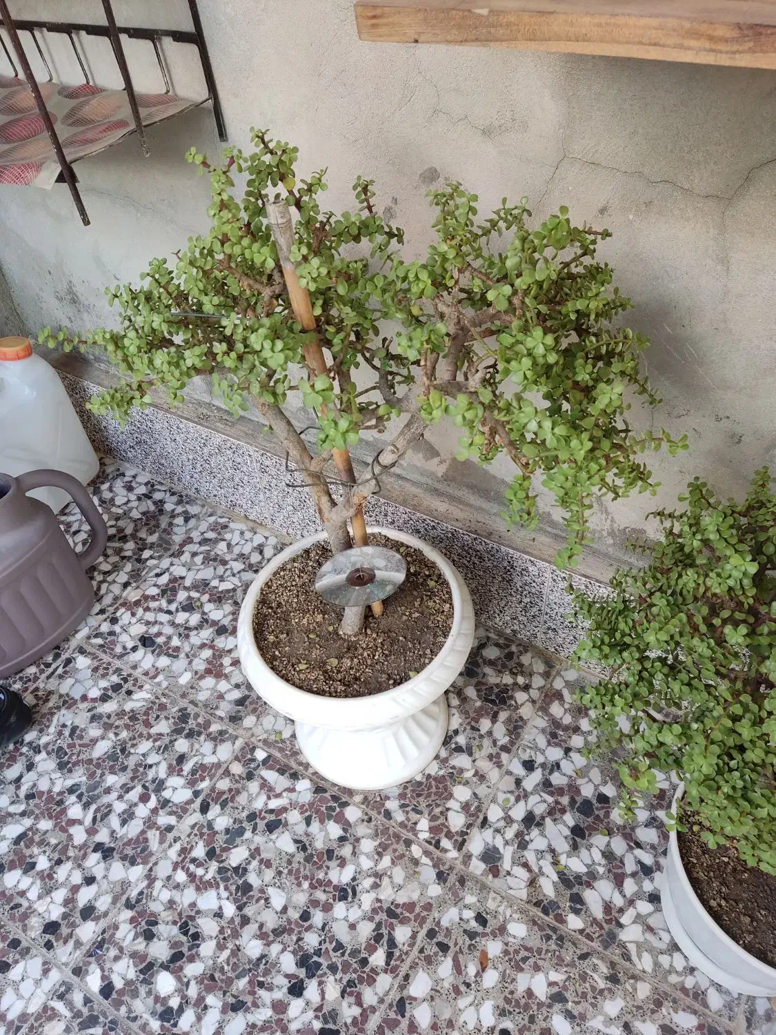 بونسای کراسولا خرفه ای|گل و گیاه طبیعی|قم, لسانی|دیوار