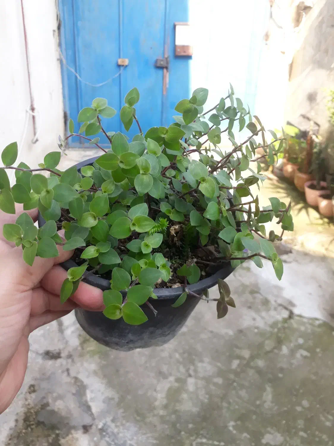 گلهای طبیعی مناسب منزل شما|گل و گیاه طبیعی|رشت, ترمینال|دیوار