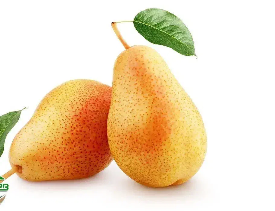 فروش نهال گلابی بارتلت|خدمات باغبانی و درختکاری|داران, |دیوار