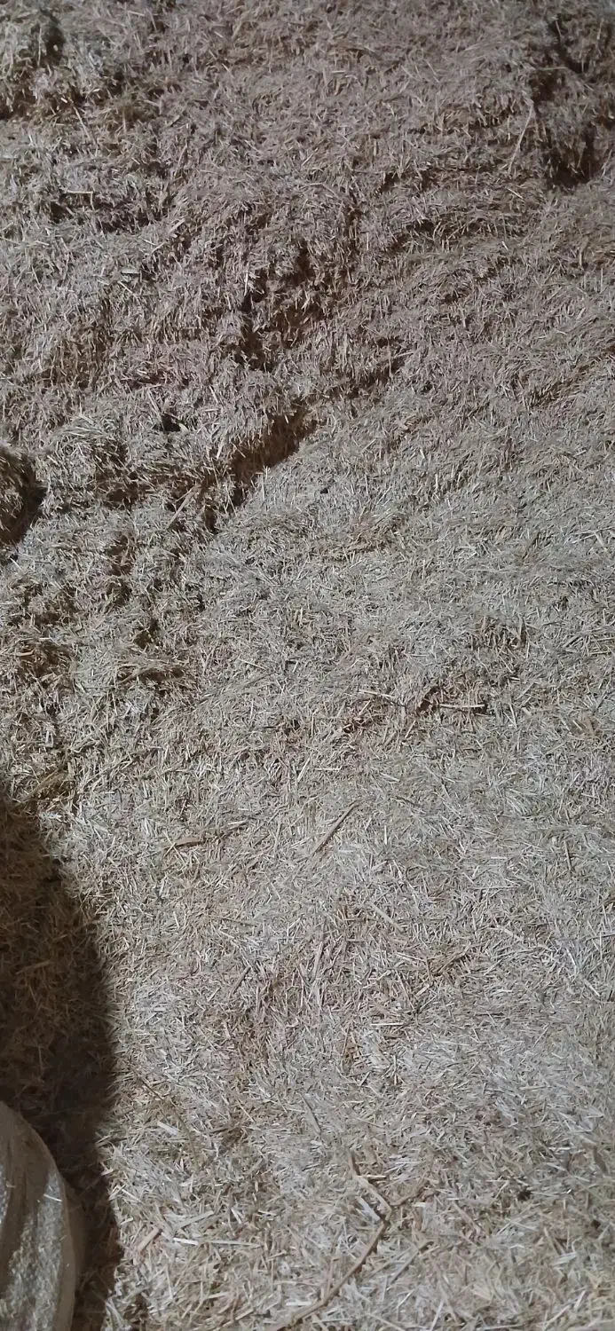 کاه برنج|عمده‌فروشی|بیرانوند, |دیوار