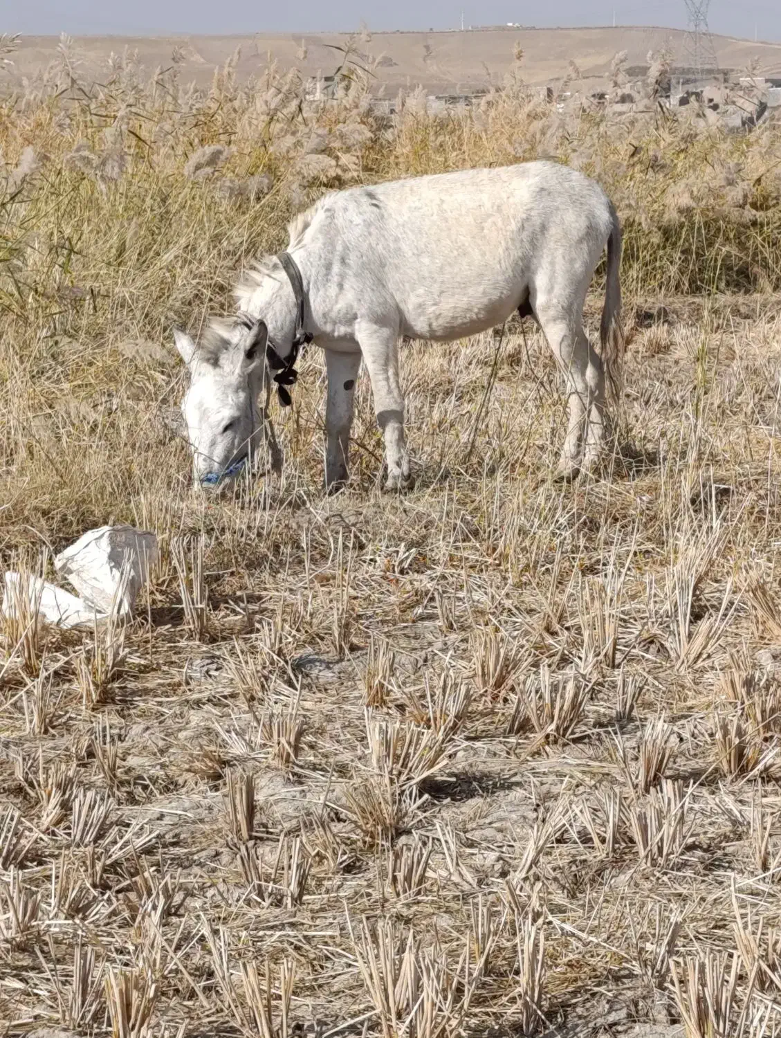 خره ۴ساله جوان آروم ماله گوسفند|حیوانات مزرعه|میانه, |دیوار