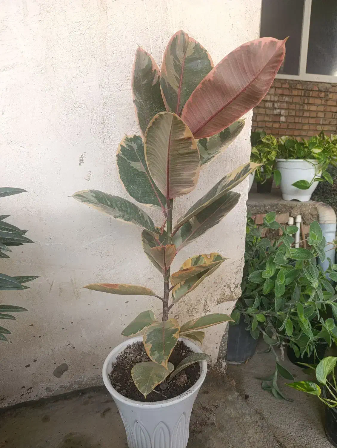 فروش به گل خونه|گل و گیاه طبیعی|گنبد کاووس, |دیوار