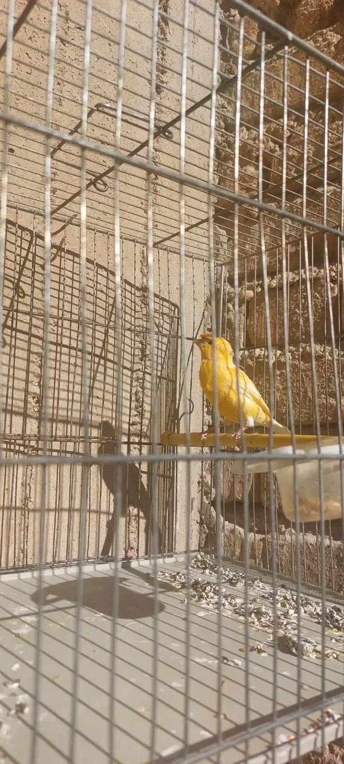 قناری پرتغالی نر|پرنده|مرودشت, ثبت احوال|دیوار