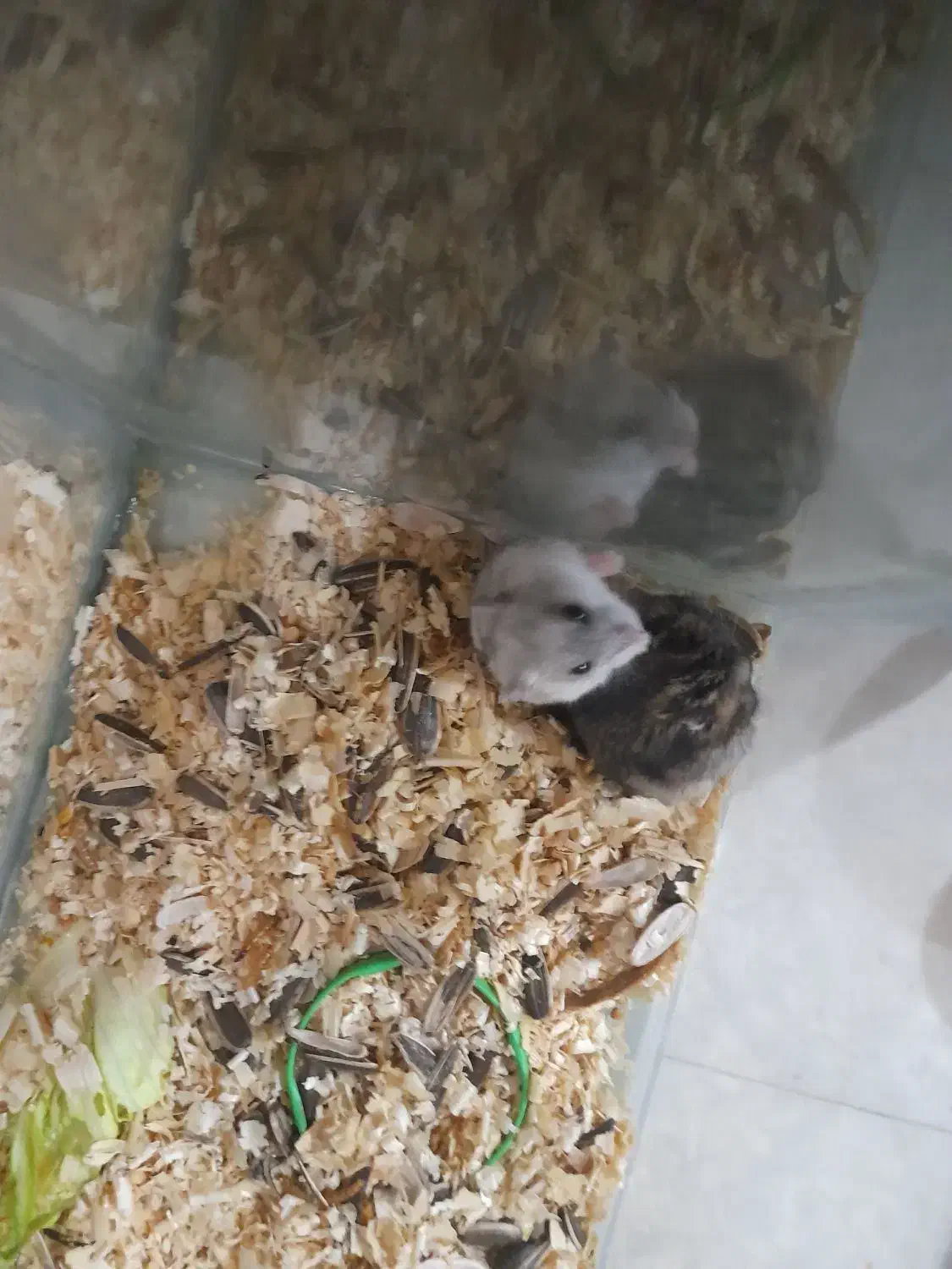 همستر سفیدرنگ ماده|موش و خرگوش|اهواز, ۳۰ متری|دیوار