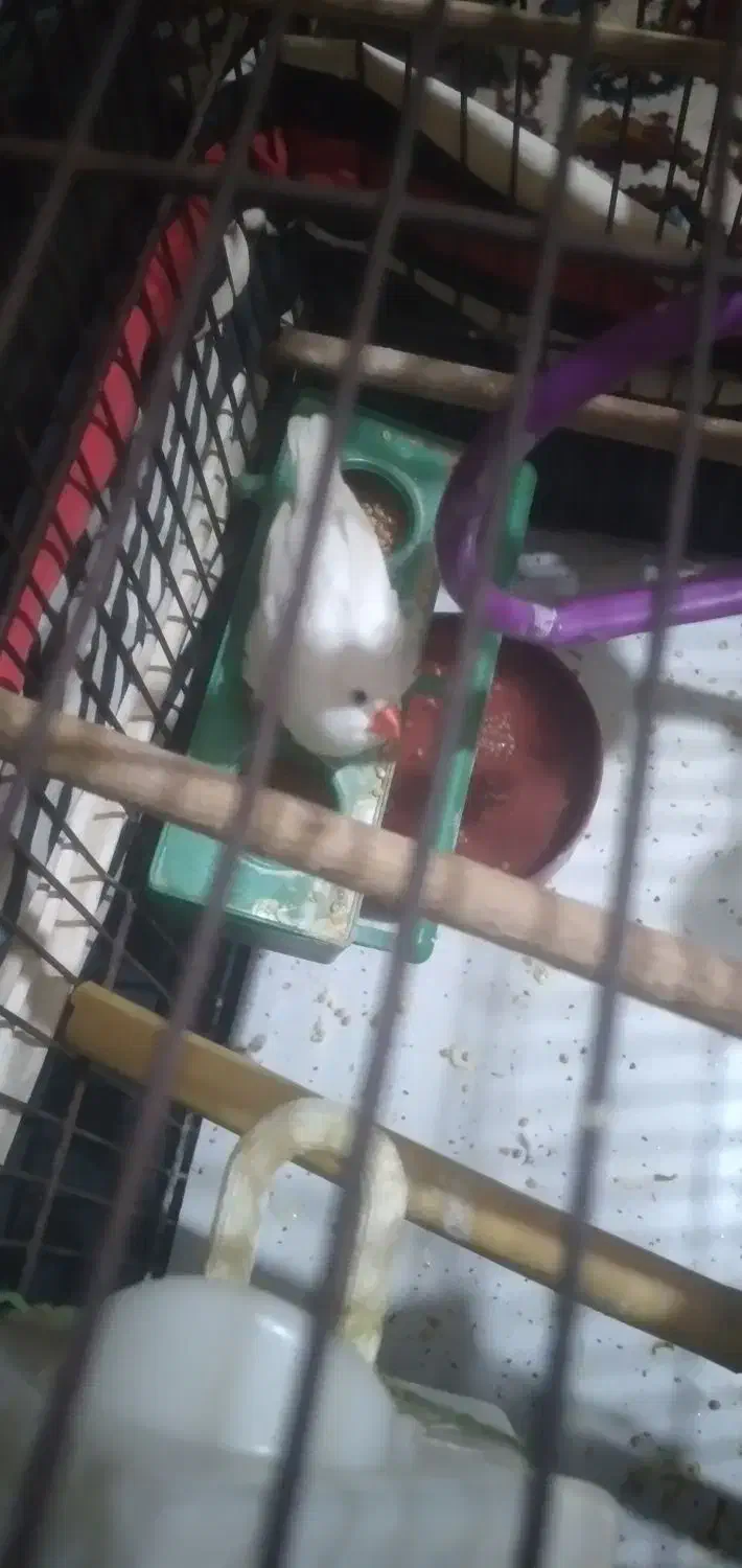 یک جفت فنچ نروماده|پرنده|قرچک, امین آباد|دیوار