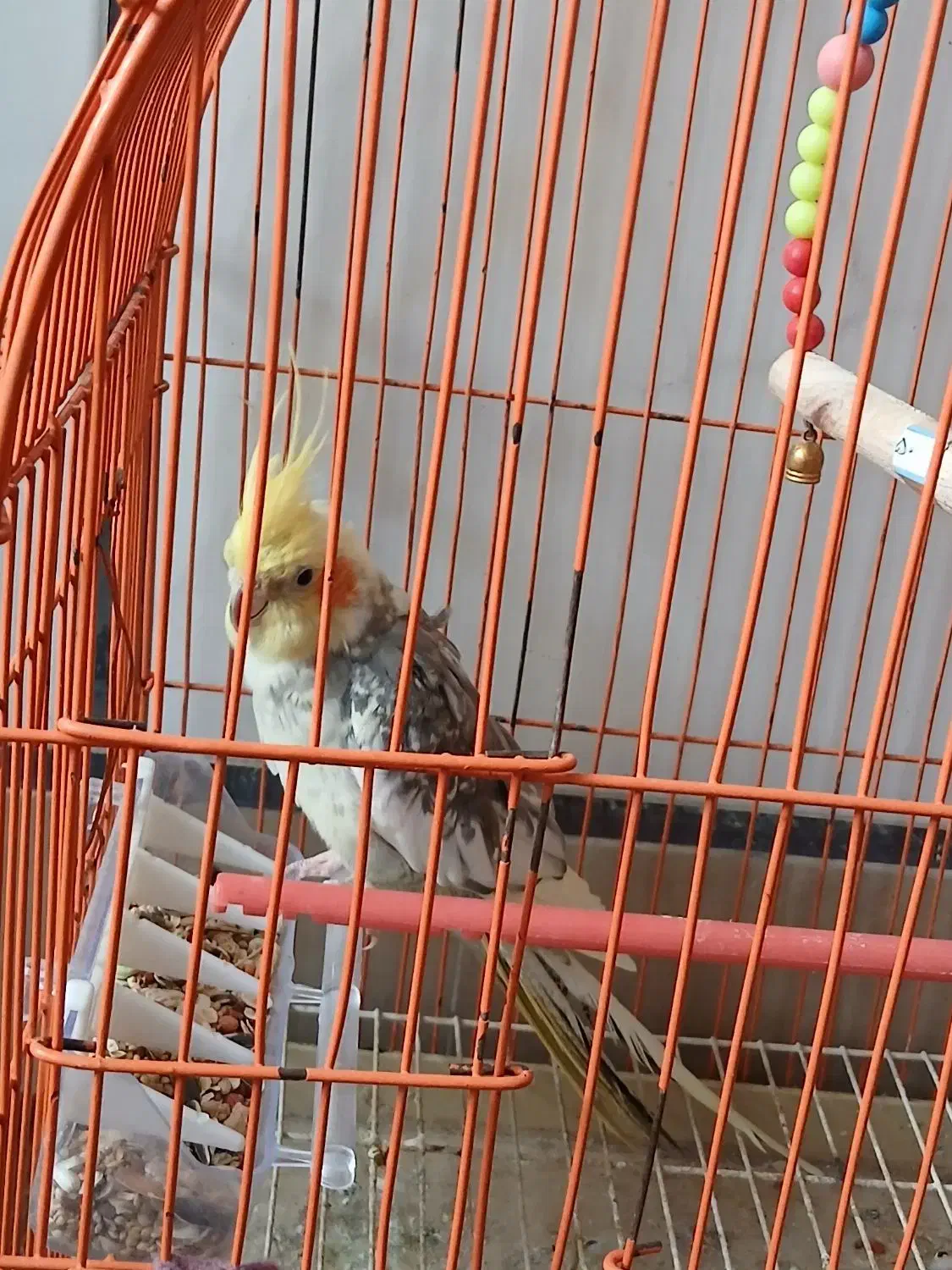 یک عدد عروس هلندی نر|پرنده|کردکوی, |دیوار