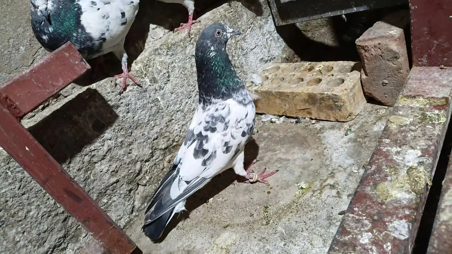 کفترپاکستانی پرشی|پرنده|ایرانشهر, |دیوار