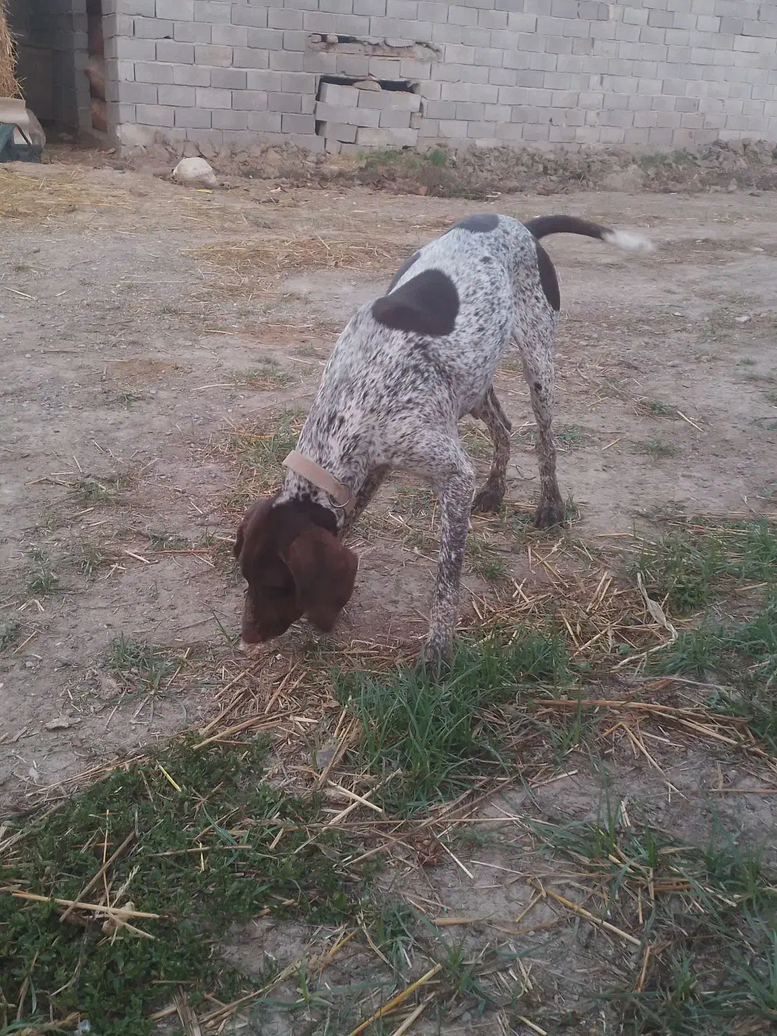 واگذاری توله شکاری|سگ|دلند, |دیوار