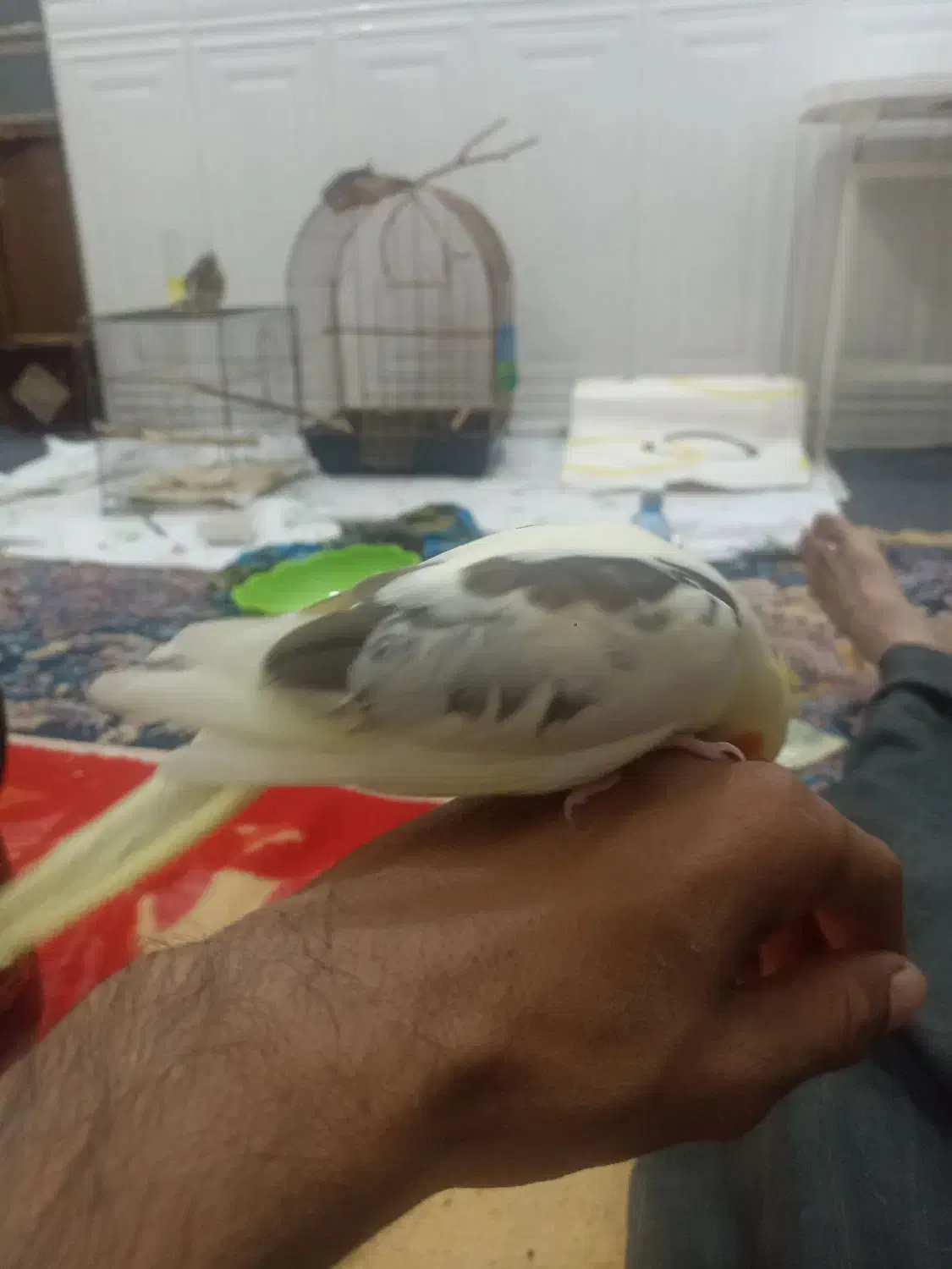 فروش طوطی سرلاکی و دستی نرمه خور|پرنده|لار, |دیوار