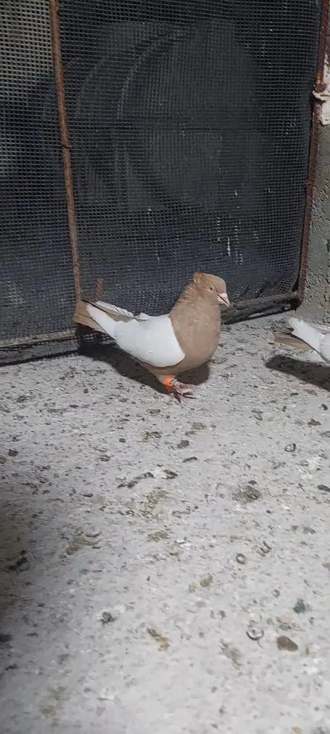 کبوتر سینه زرد|پرنده|شیراز, گلشن|دیوار