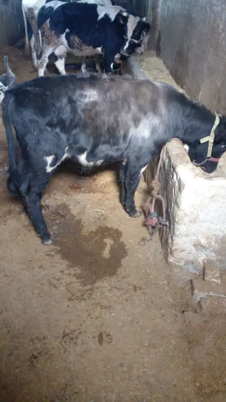 گوساله نر|حیوانات مزرعه|بروجرد, |دیوار