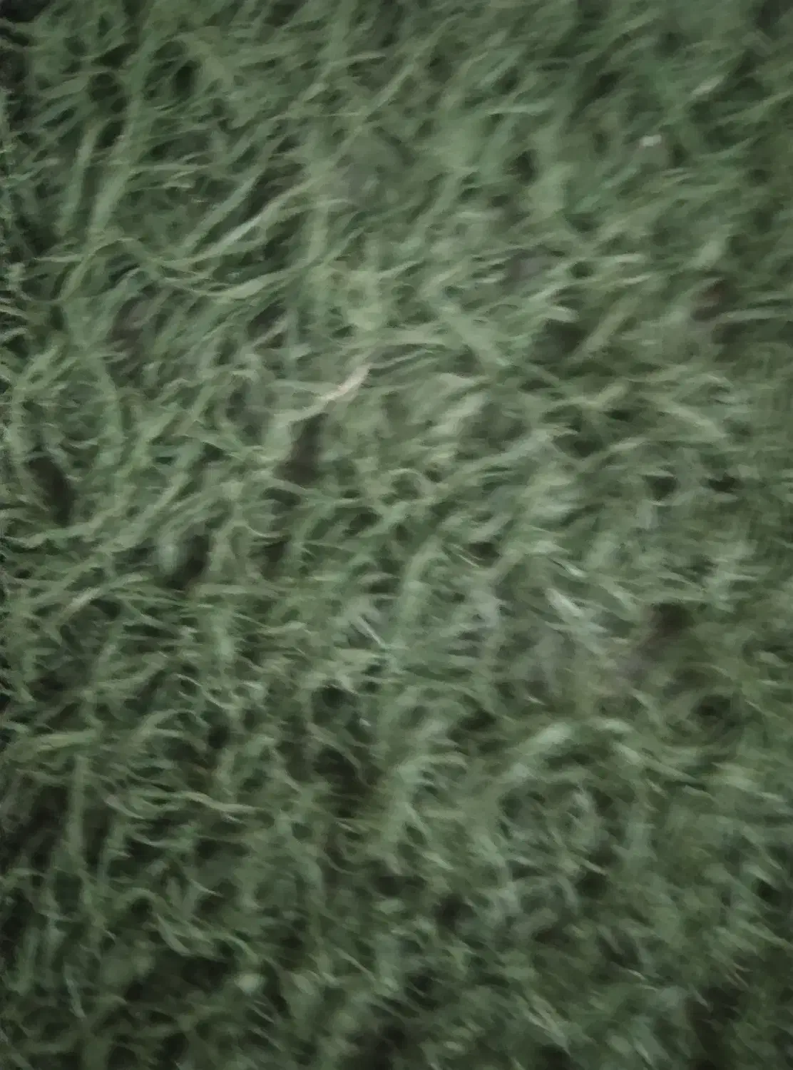 چمن مصنوعی|مصالح و تجهیزات ساختمان|گلستان (تهران), |دیوار