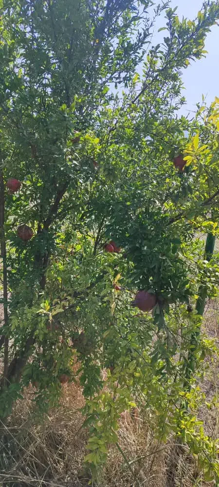 باغ میوه|فروش زمین و ملک کلنگی|گرگان, |دیوار