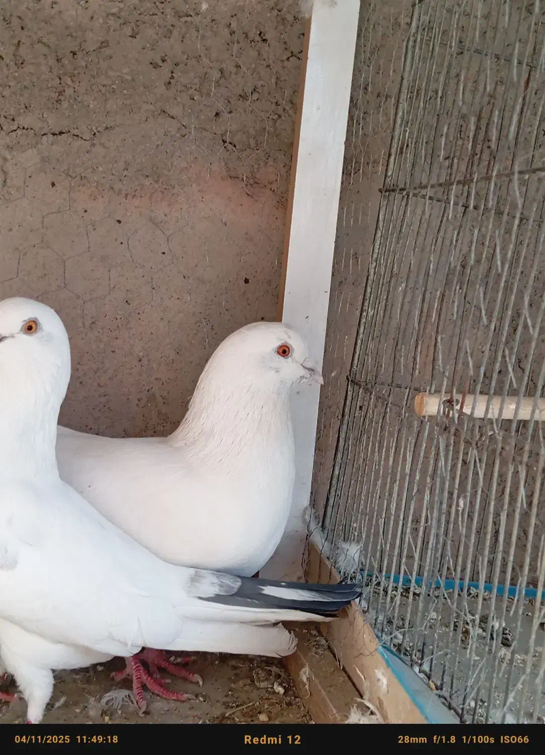 کفتر پرشی|پرنده|سیرجان, |دیوار