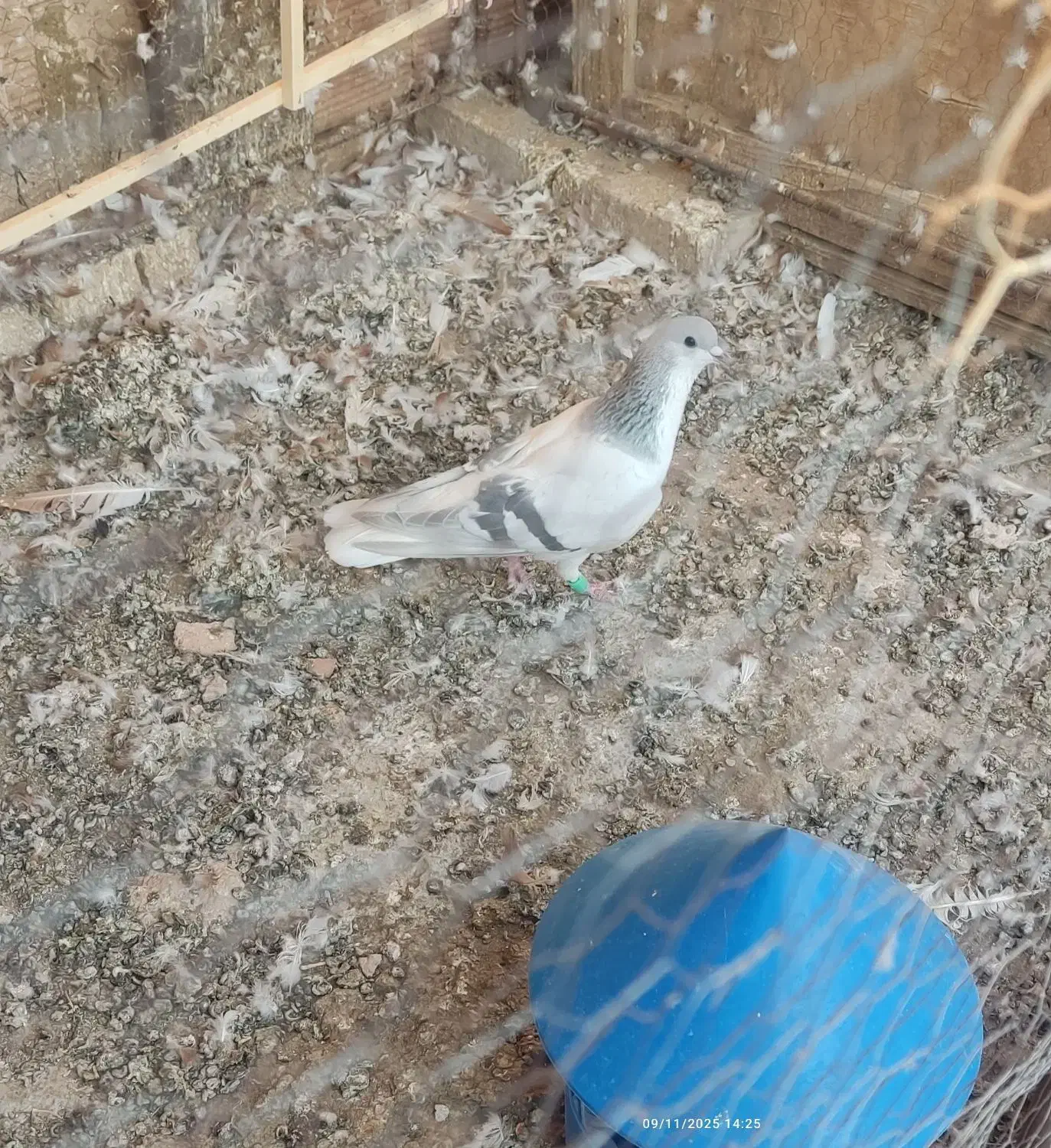 سه عدد گرفتنی . هر سه نر|پرنده|سبزوار, شهرک اندیشه|دیوار