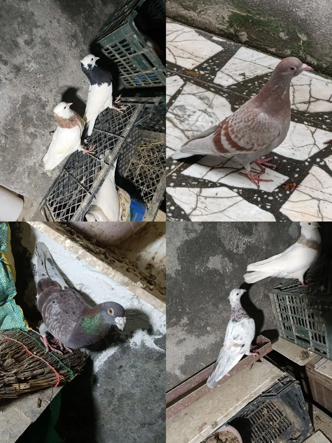 کبوتر|پرنده|آمل, |دیوار