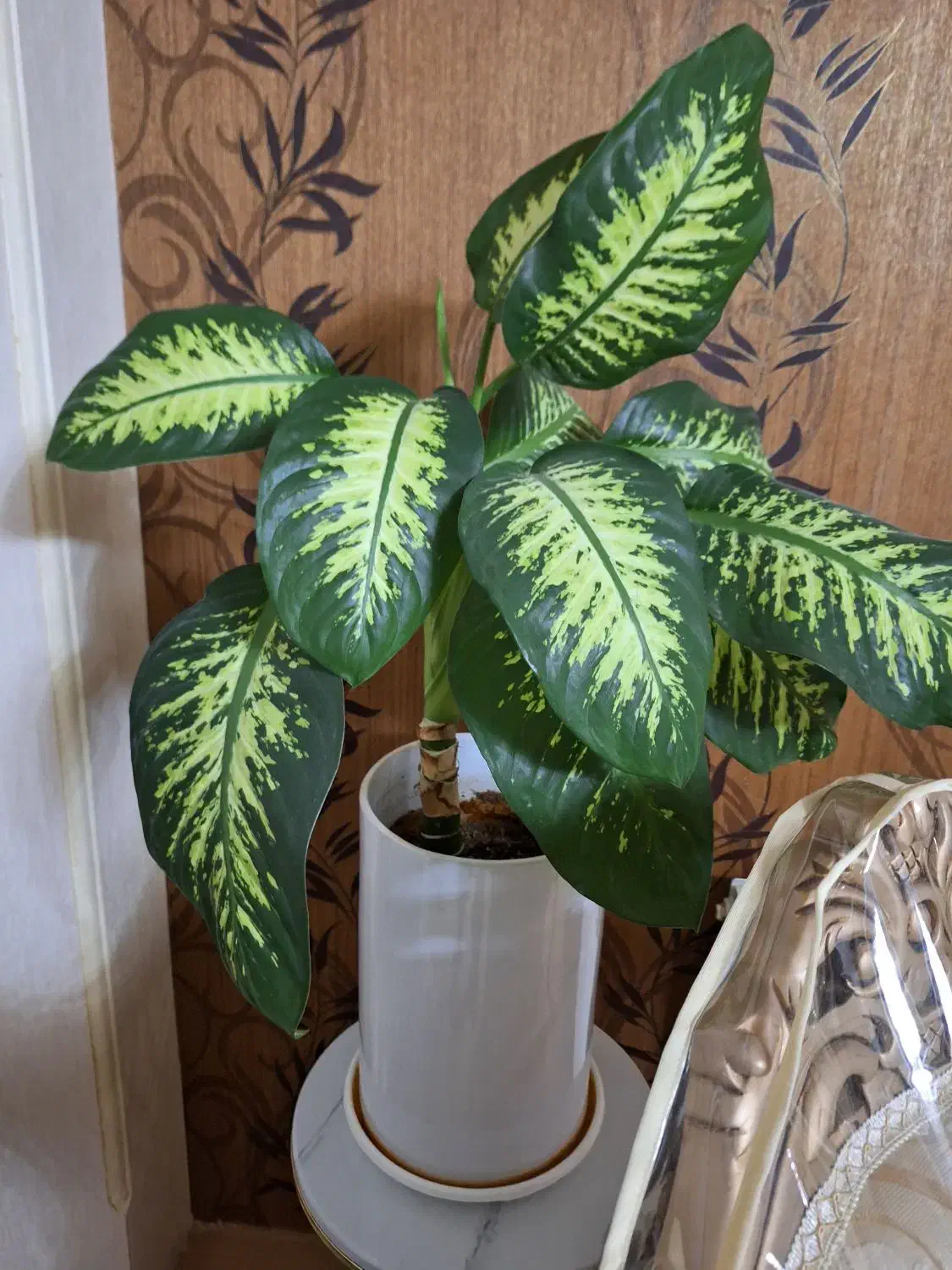 گل طبیعی|گل و گیاه طبیعی|کرمانشاه, |دیوار