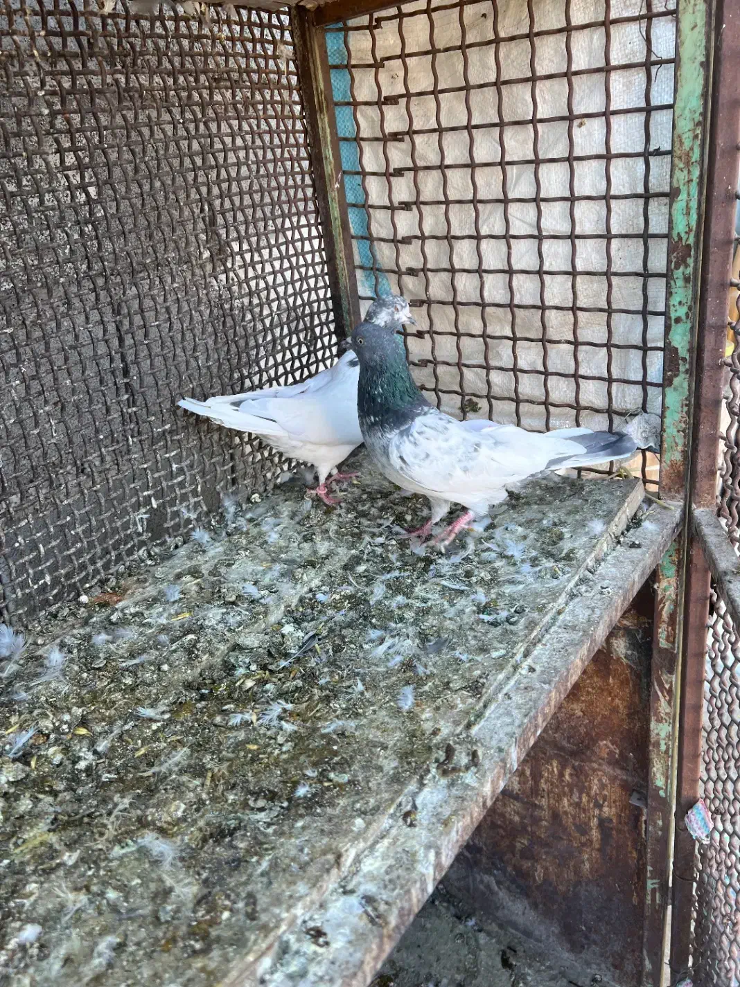 یه جفت پاکستانی|پرنده|سمنان, |دیوار