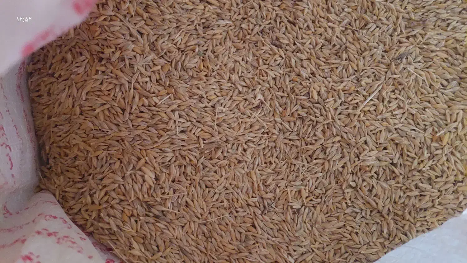 جو بومی|عمدهفروشی|گندمان, |دیوار