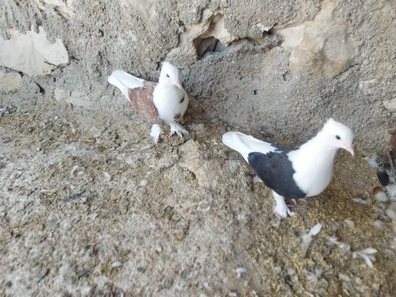 کبوتر قندی و دوکت سیاه|پرنده|اهرم, |دیوار