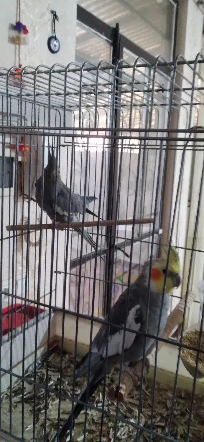 عروس هلندی|پرنده|هشتگرد, شهرک وحدت|دیوار