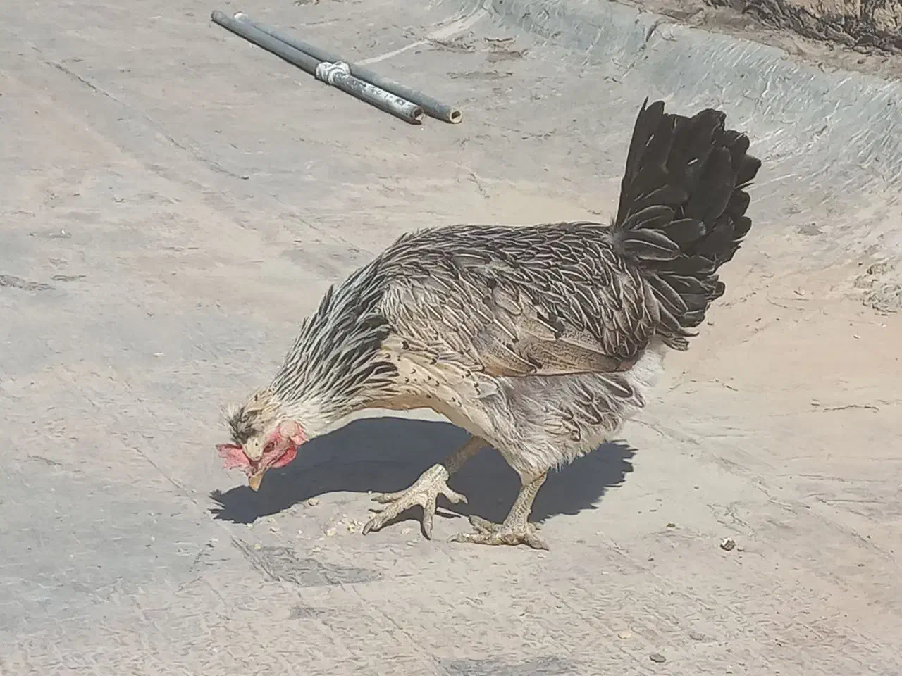 مرغ بومی تخم گذار ۲ ساله|پرنده|اصفهان, سپاهانشهر|دیوار