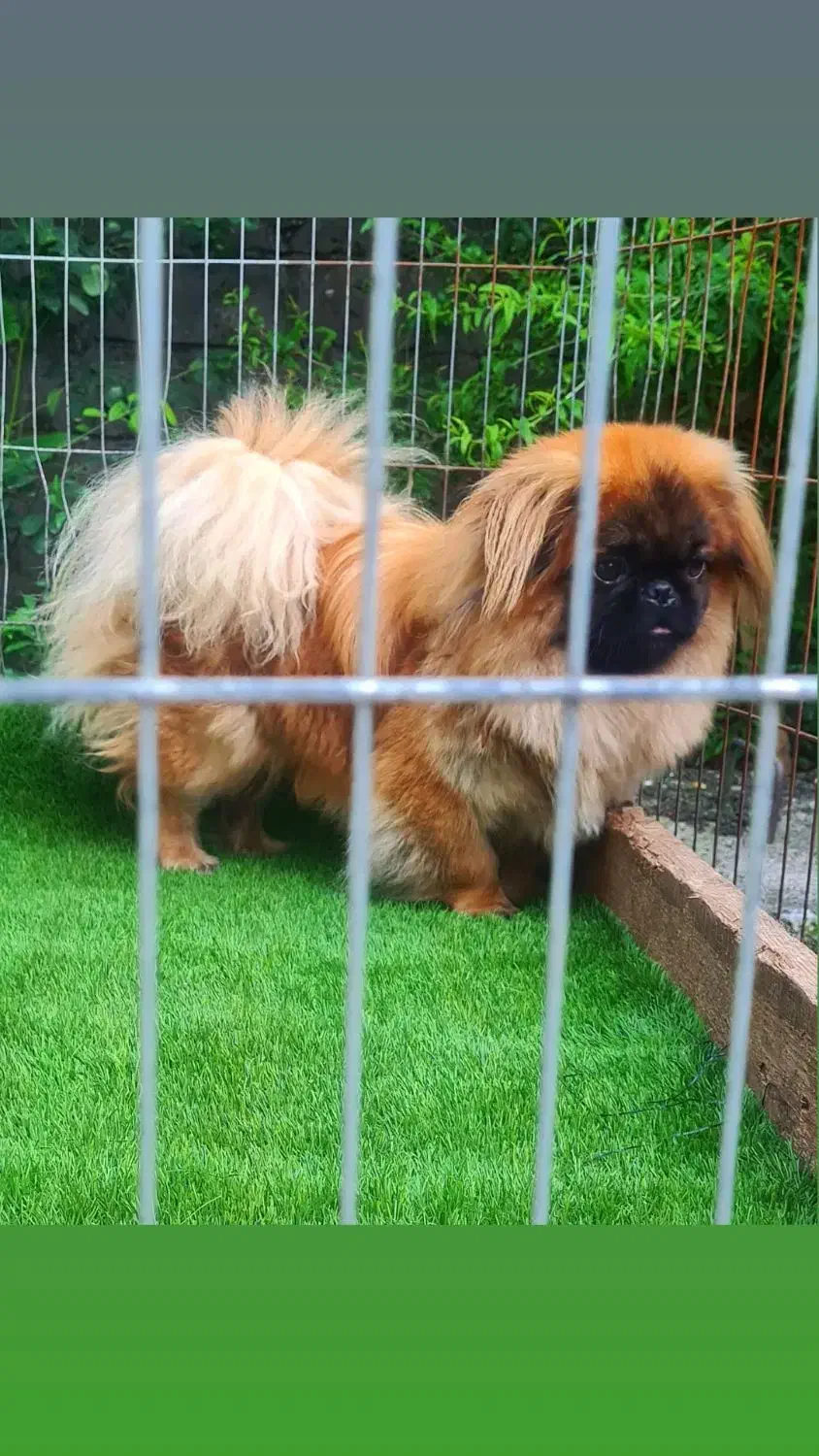 پیکنیز|سگ|رشت, منظریه|دیوار