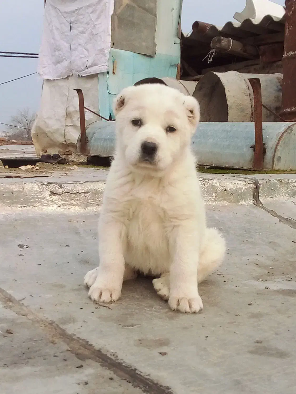 توله الابای|سگ|گرگان, |دیوار