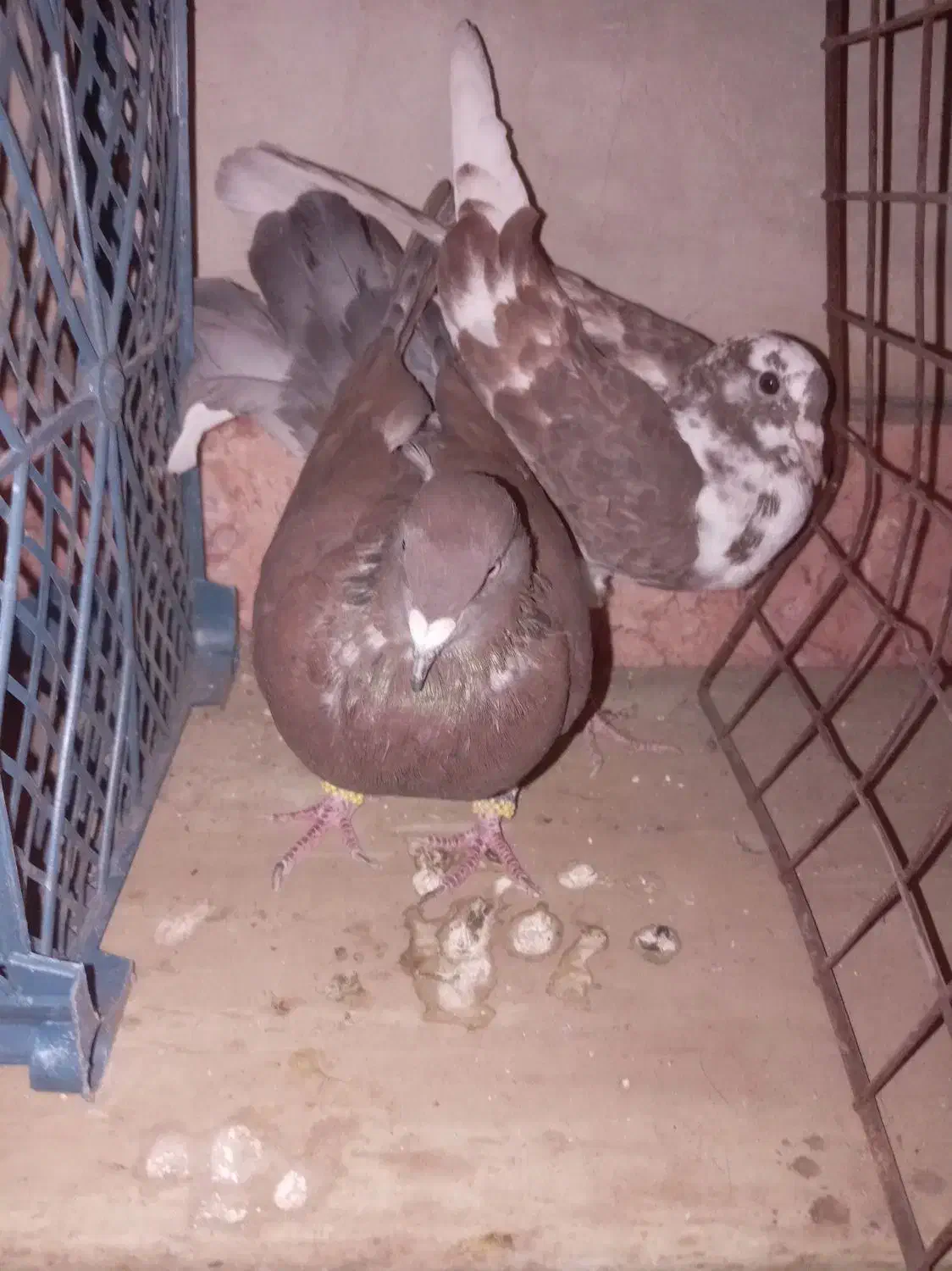 9تا فروشی پرشی|پرنده|جغتای, |دیوار