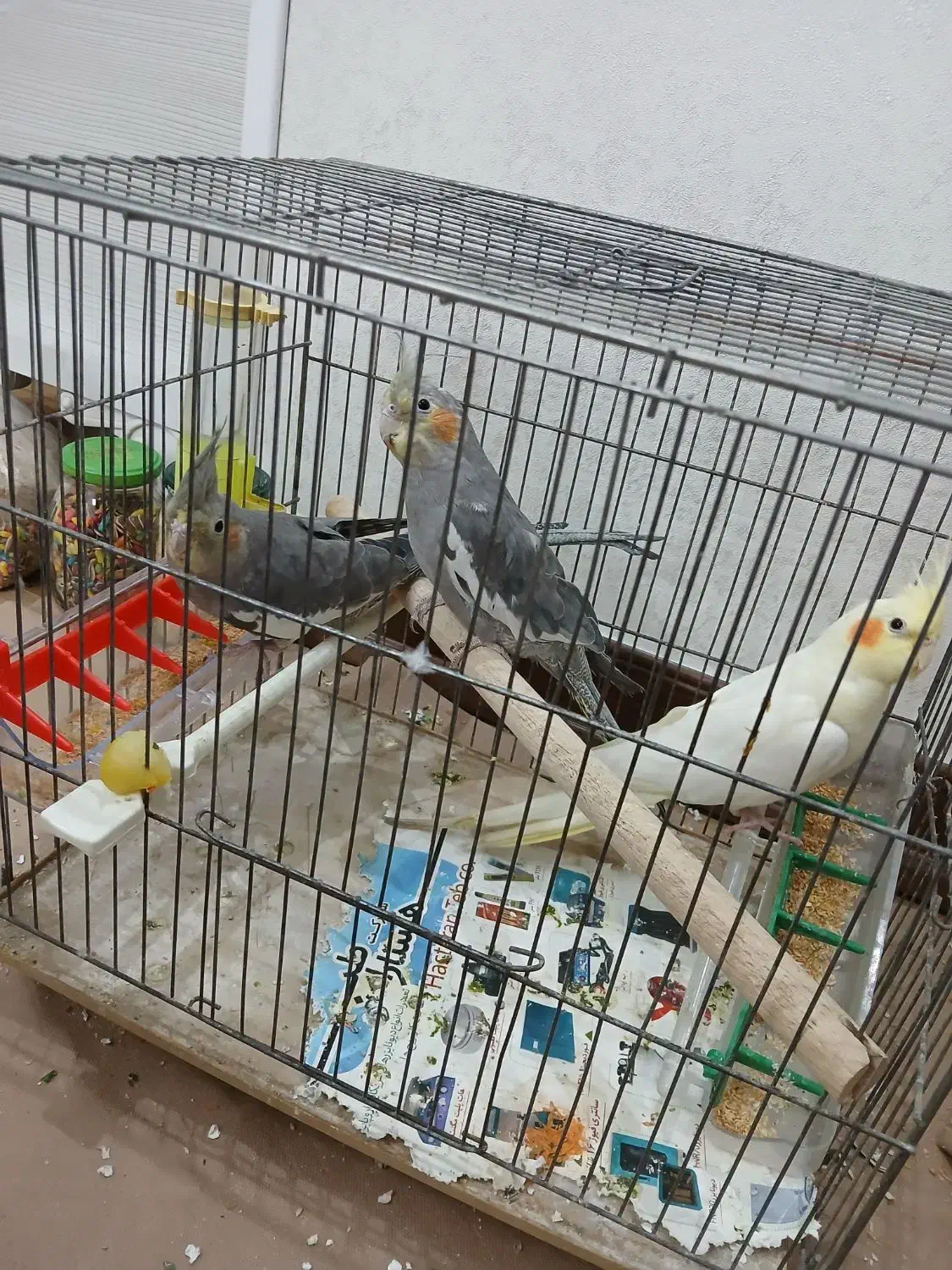 طوطی هلندی|پرنده|ملارد, |دیوار