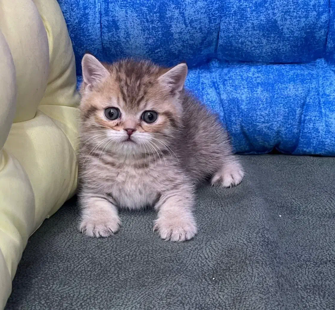 بریتیشش گلد|گربه|رشت, چله خانه|دیوار