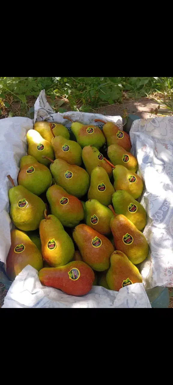 خریدار گلابی|فعالیت داوطلبانه تحقیقاتی|مرند, |دیوار