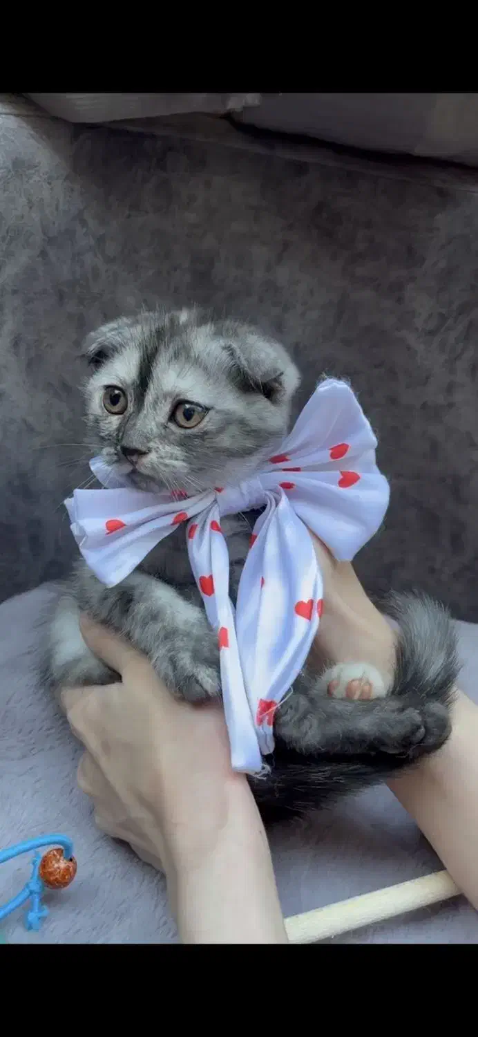 اسکاتیش پفکی|گربه|تهران, حبیب الله|دیوار