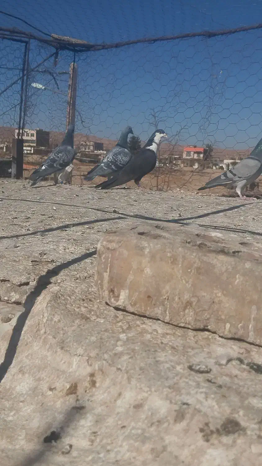 نر ماده ریش بی نظیر تکرار نشدنی پلاکی|پرنده|نیمبلوک, |دیوار