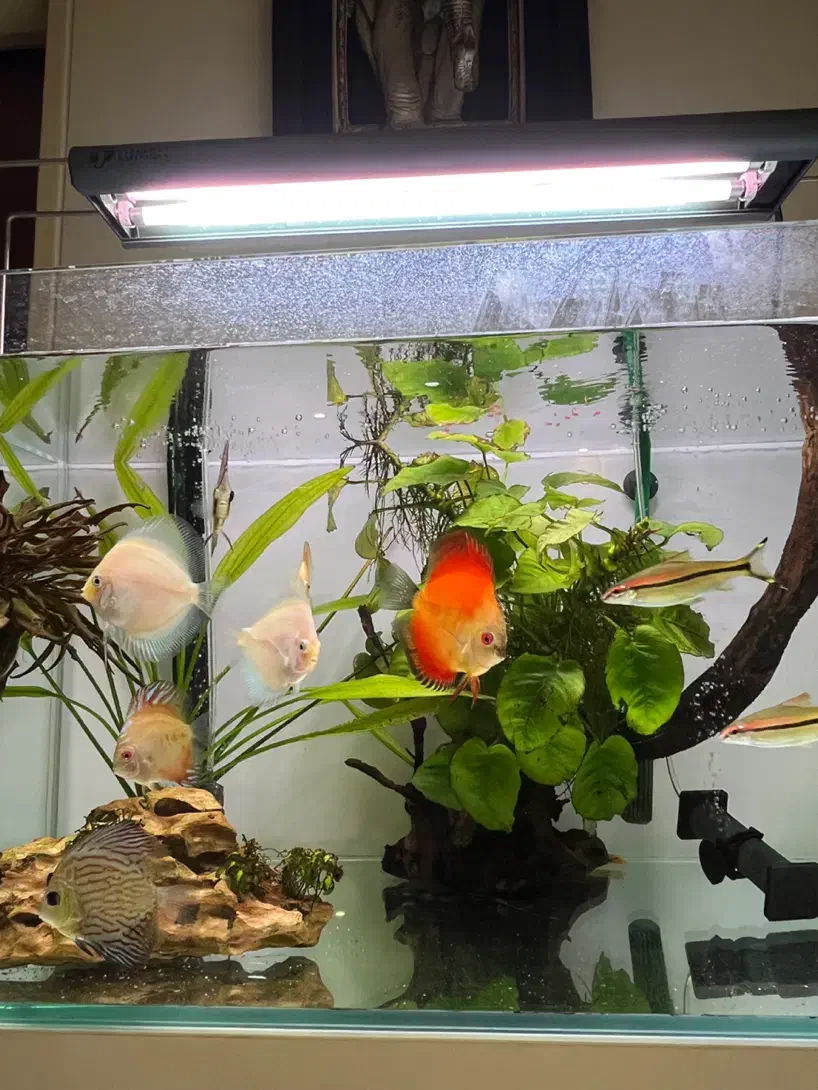 اکواریوم ریملس دیسکس|ماهی|تهران, آبشار|دیوار