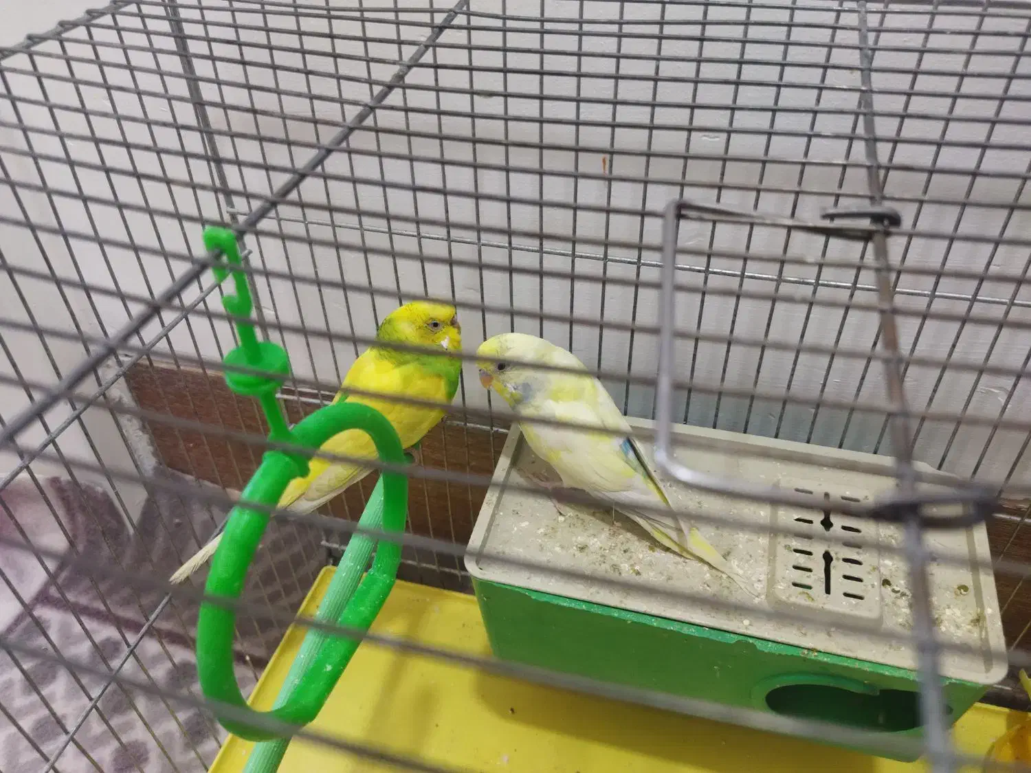 مرغ عشق نر و ماده جفت|پرنده|محلات, |دیوار