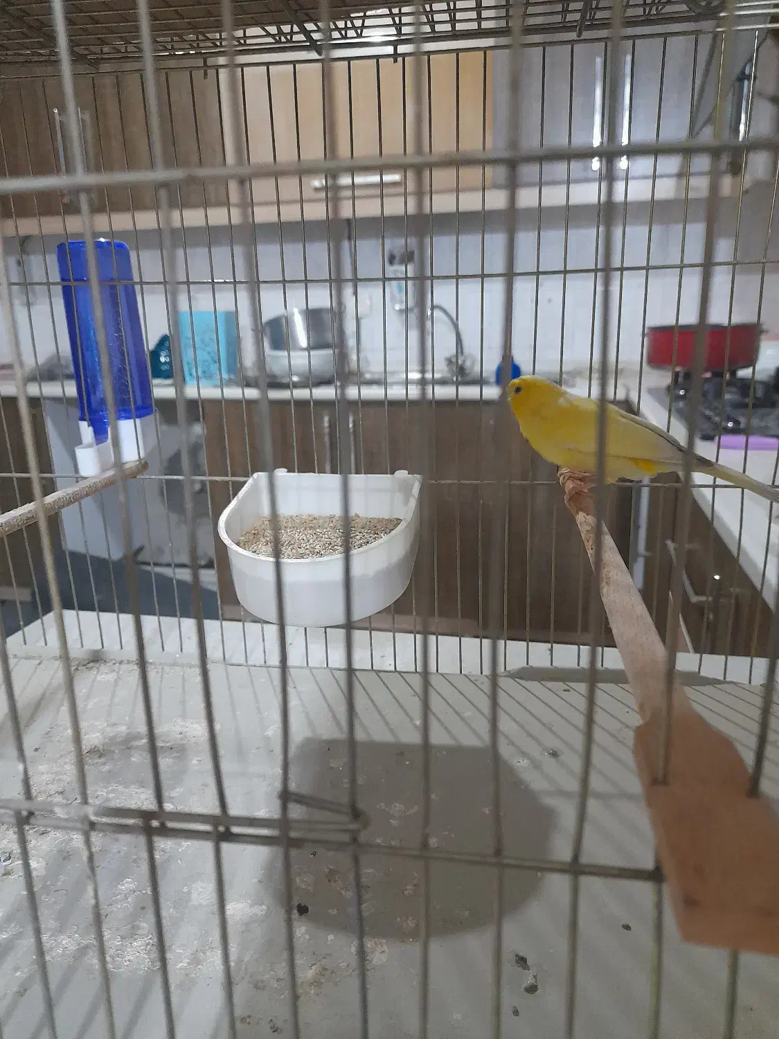 قناری مسکویی|پرنده|شاهینشهر, شهرک گلدیس|دیوار