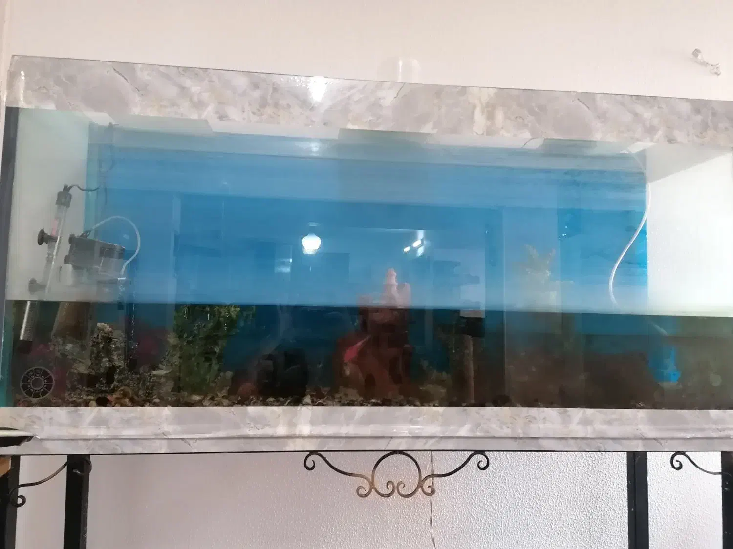 آکواریوم با تجهیزات|ماهی|شاهینشهر, شهرک ردانی پور|دیوار