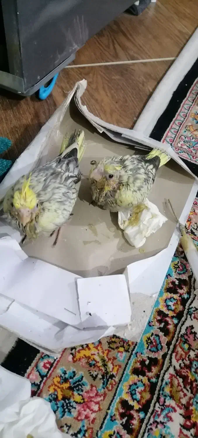 پرنده عروس رنگ خاص|پرنده|ارطه, |دیوار