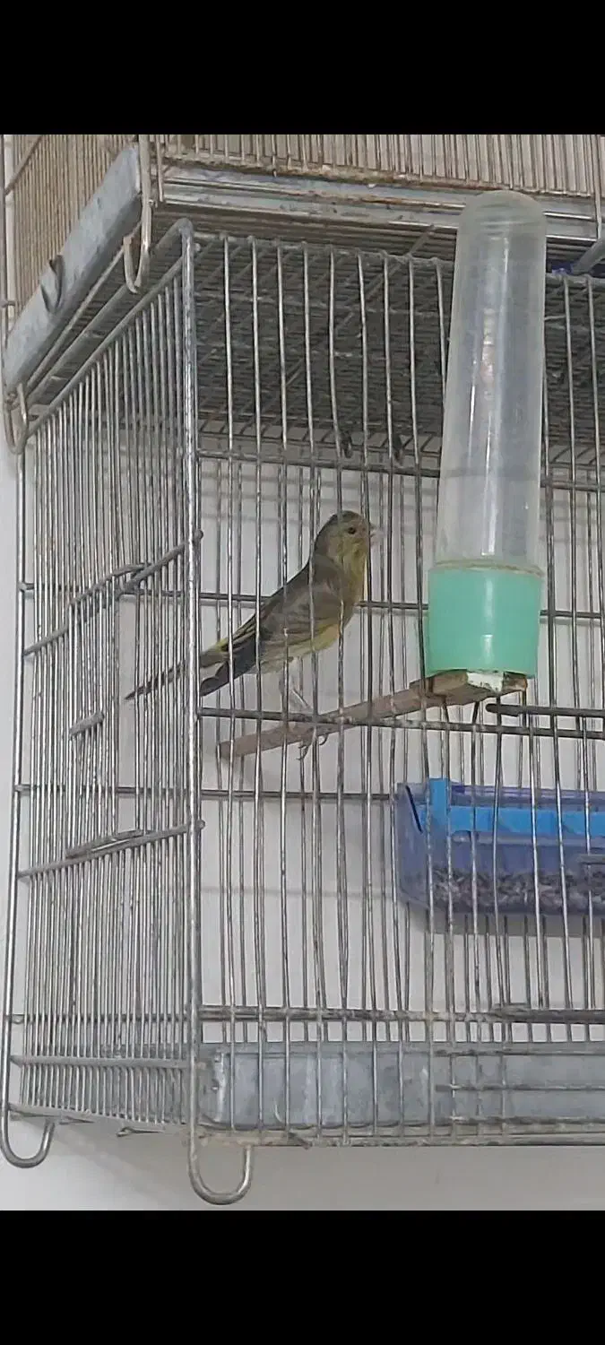 سهرقناری وچهارعددقفس غلامی|پرنده|مشهد, کشف|دیوار