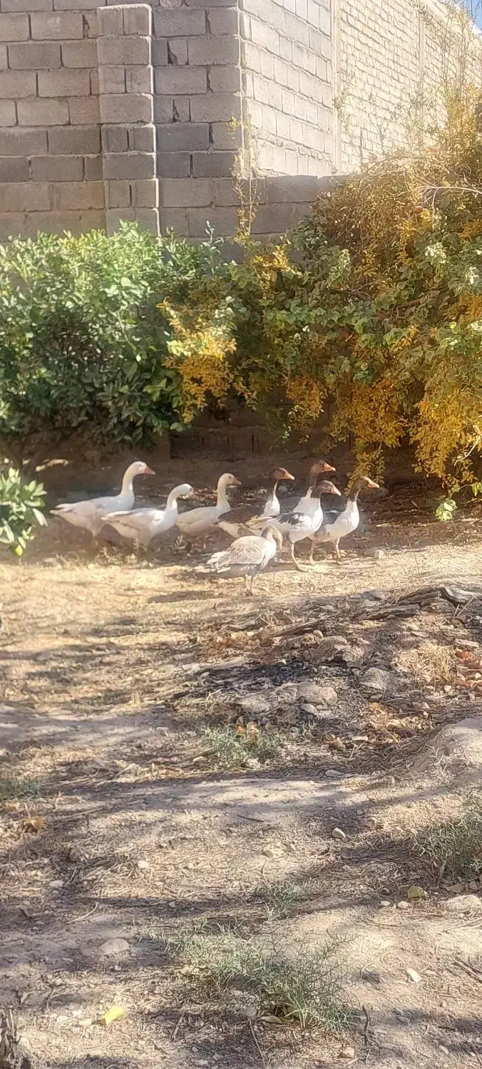 غاز تخم گذار|حیوانات مزرعه|ششده و قره بلاغ, |دیوار