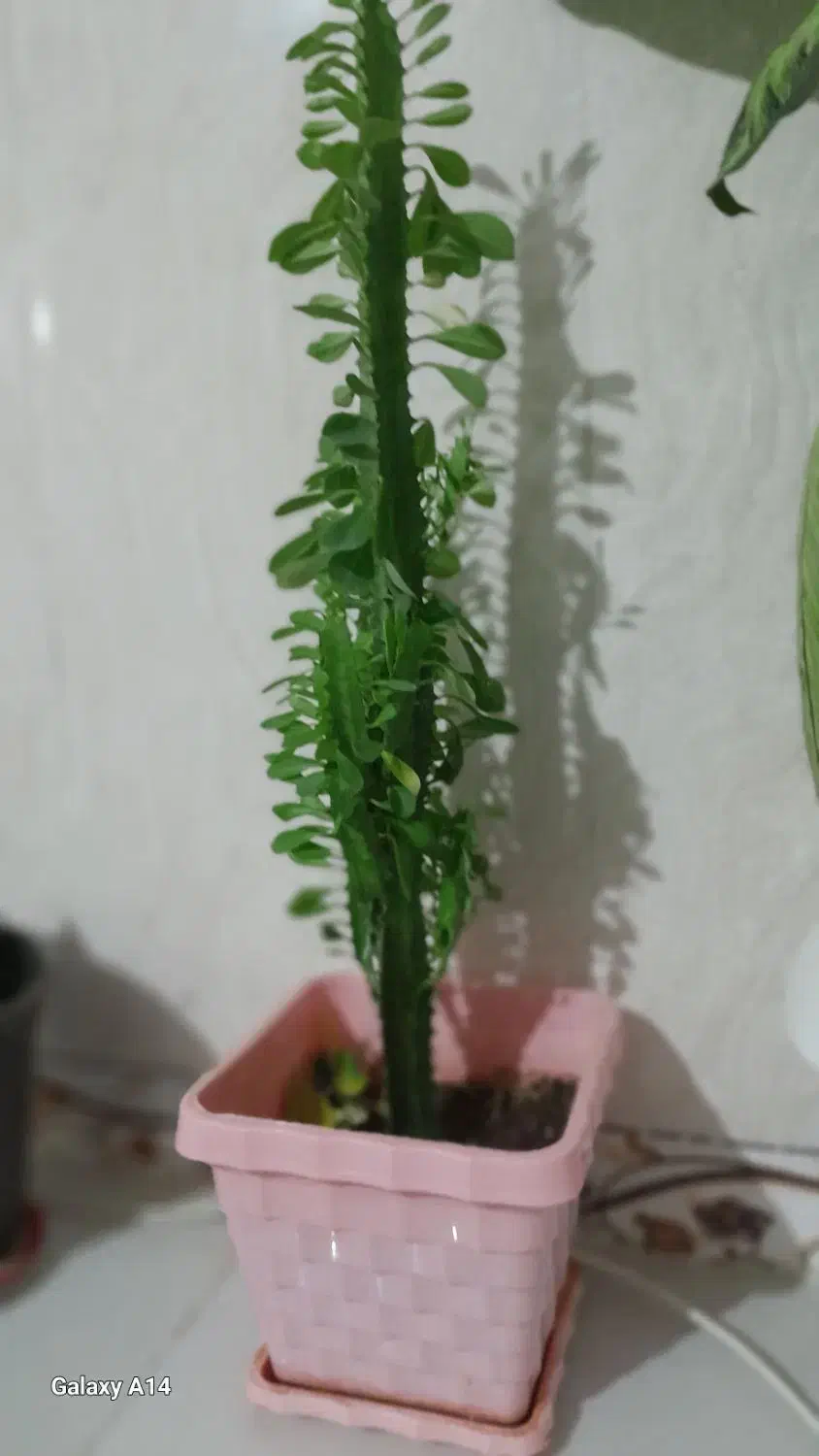 فروش گل طبیعی شاداب|گل و گیاه طبیعی|اسلامآباد غرب, |دیوار