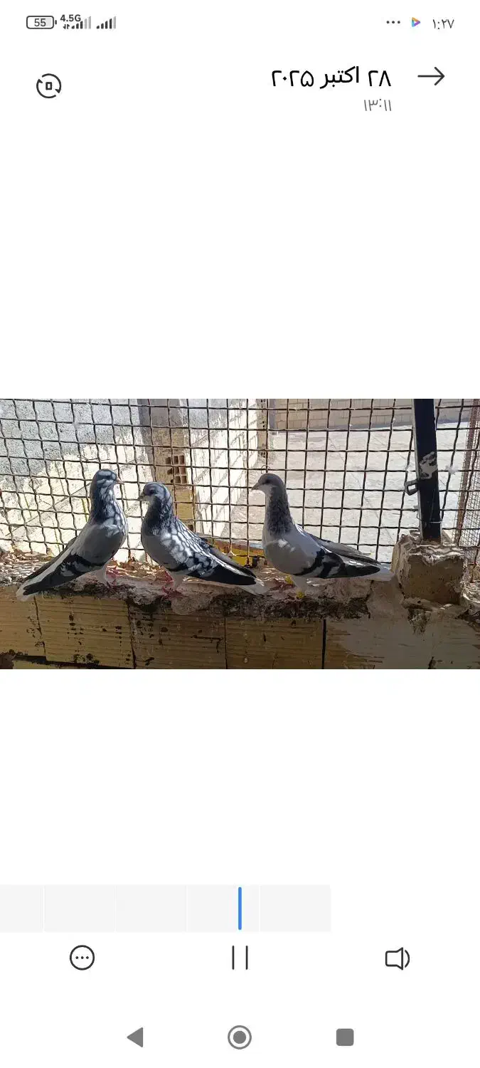 کبوتر رنگی|پرنده|بوئین زهرا, |دیوار