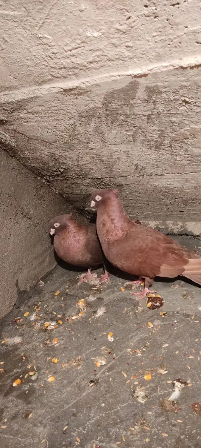 کبوتر صرب|پرنده|بندر امام خمینی, |دیوار