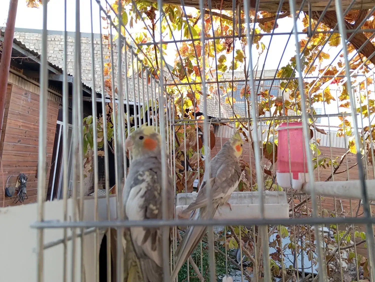 عروس هلندی و طوطی کوتوله|پرنده|مهریز, |دیوار