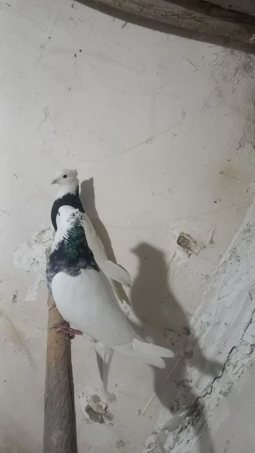 کبوتر طوقی|پرنده|بن, |دیوار