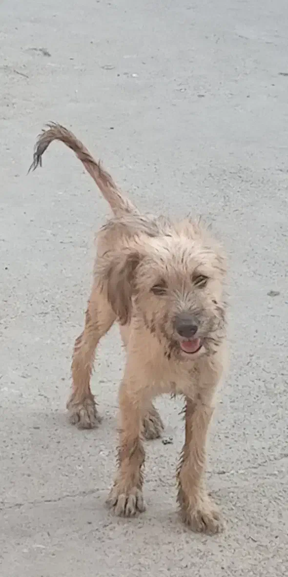 اشپیتز تریر|سگ|بندرعباس, |دیوار